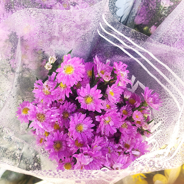 Hoa thạch thảo tím